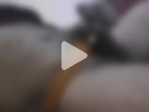 Pankaj_Desi_Jaat photo 2