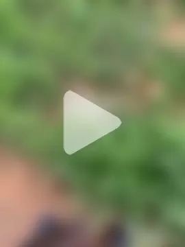 Pornhouse420 photo 13