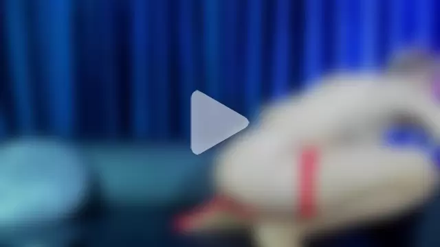 RosaCatalleya photo 5