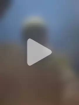 S7LEALTADPERVLIMA7 photo 1