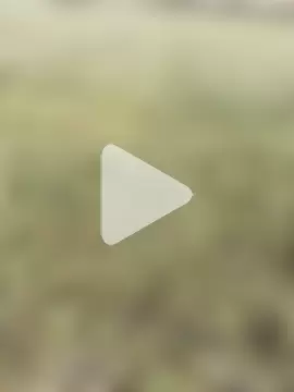 Sheela_Sex90 photo 2