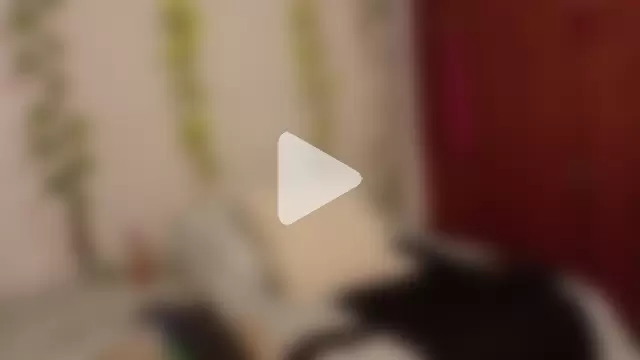 cattaleya1476 photo 2