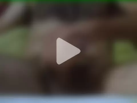 cavallopazzo0612 photo 22