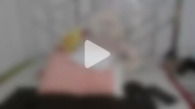 celestesouzalatin photo 7