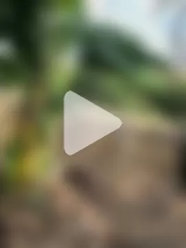 codorniz2025 photo 8