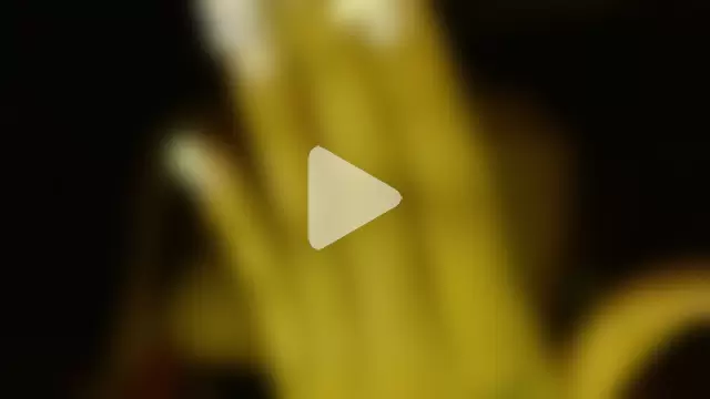 dulcelatina222 photo 13