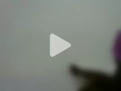 flower_rosee photo 24