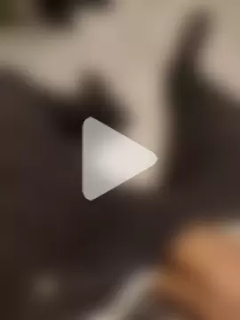 gatooo_preto photo 16