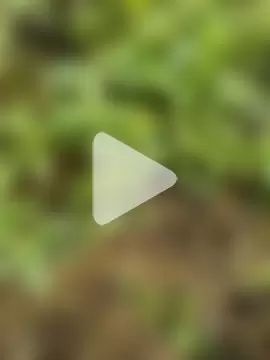 himvilohi08 photo 15