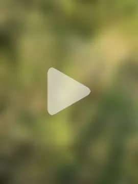 himvilohi08 photo 25