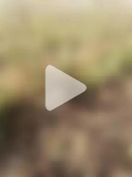 himvilohi08 photo 12