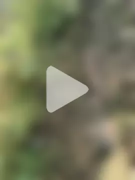 himvilohi08 photo 16