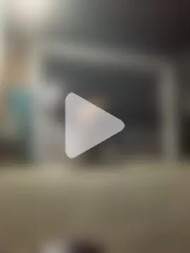 jesusthedonkey photo 3