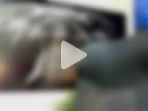 king_falconer photo 13