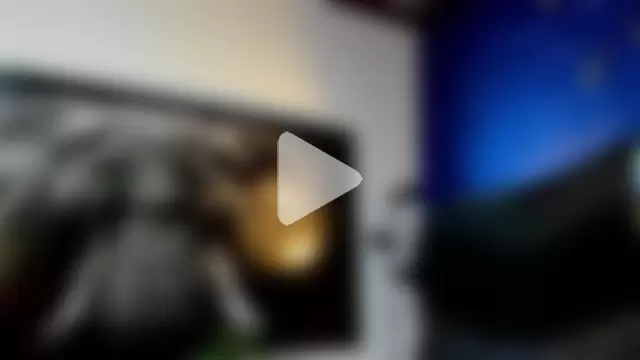 king_falconer photo 7