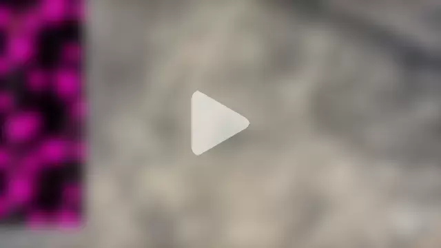 majestic_madam photo 20