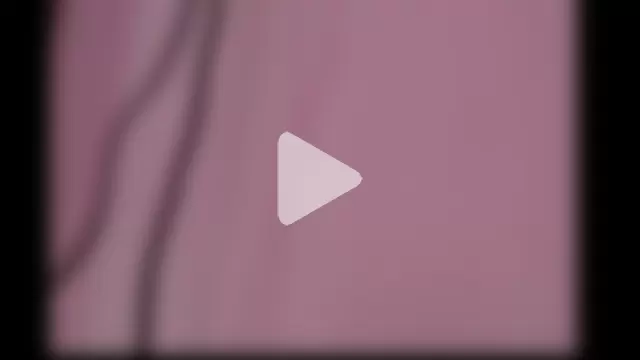 michell_bunny1 photo 16