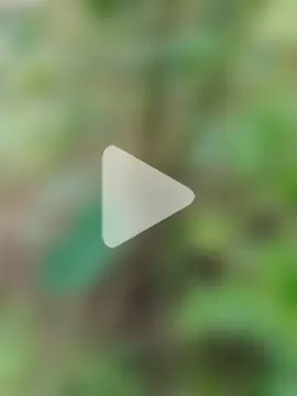 mmarvis_za78_93_21cm photo 22