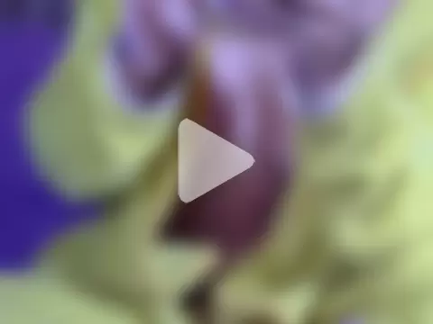 pamelasophia19 photo 12