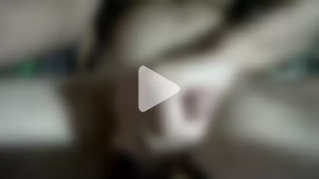 schmetterling100 photo 5