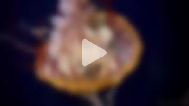 streamy_test11 photo 29