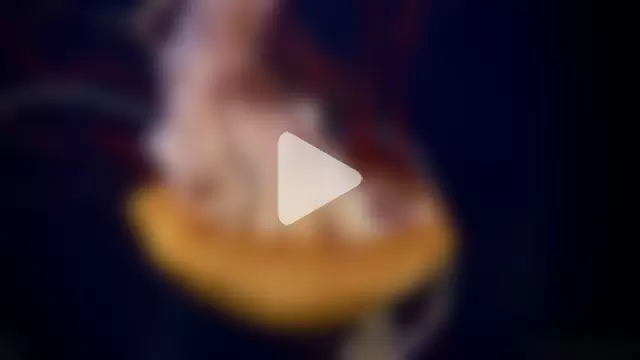 streamy_test11 photo 26