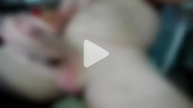 stroking_aussie photo 16