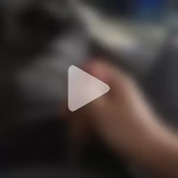 stunning_stallion photo 2